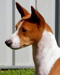 Cooper