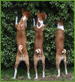 Curious Basenjis
