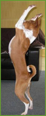 Leeloo-  high five Basenji style