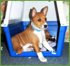 Crate training puppy
