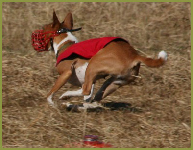 Tuuli winning a Lure Coursing race